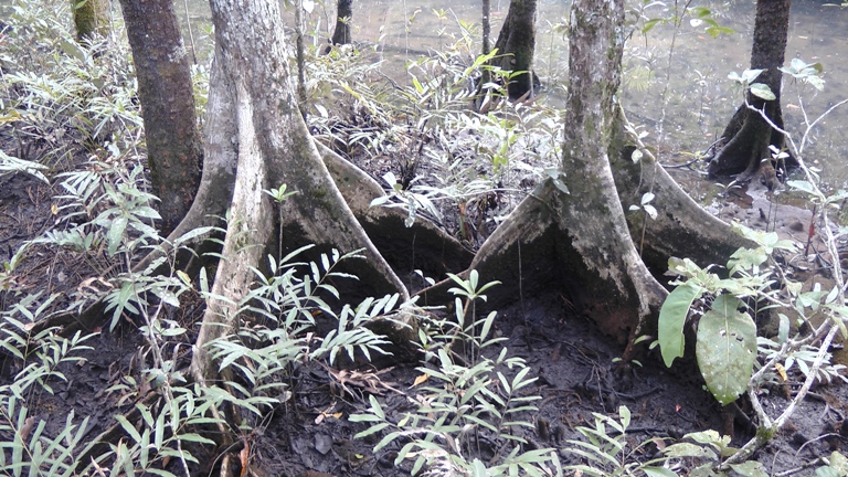 Rainforest Boardwalk